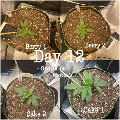 Wedding cheesecake . Week 2