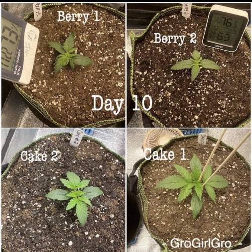 Wedding cheesecake . Week 2