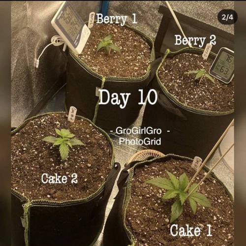 Wedding cheesecake . Week 2
