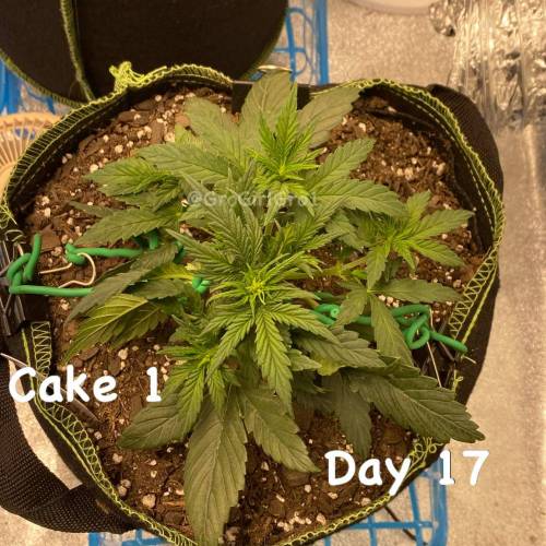 Wedding cheesecake . Week 3