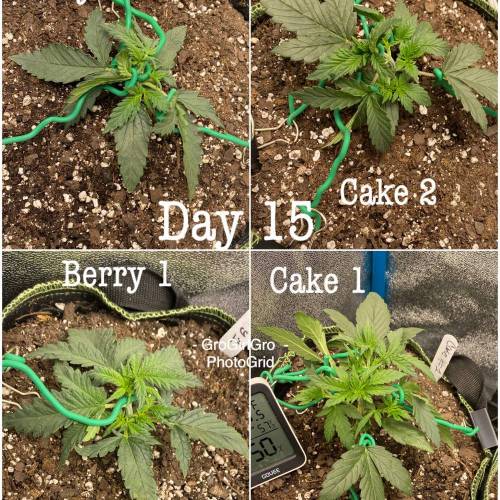 Wedding cheesecake . Week 3