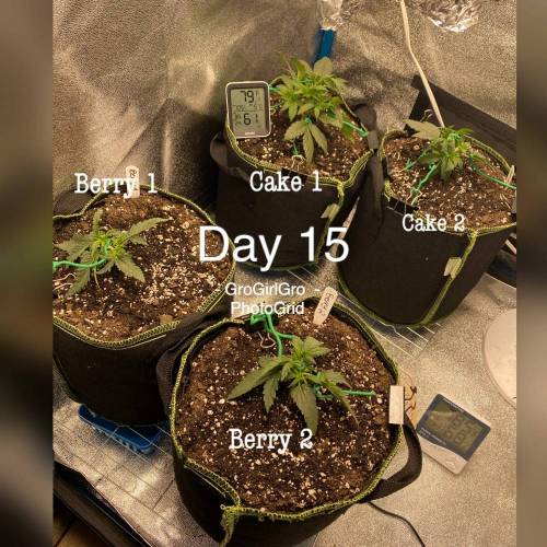Wedding cheesecake . Week 3