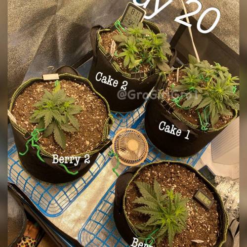 Wedding cheesecake . Week 3