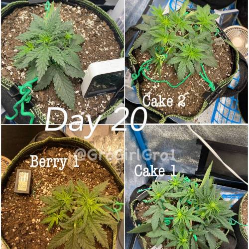 Wedding cheesecake . Week 3