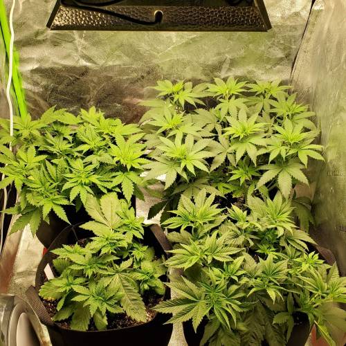 First Grow / Four Classics. Week 3 - 3/16/20