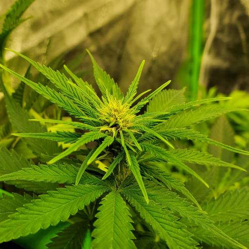 First Grow / Four Classics. Week 5 - 3/30/20