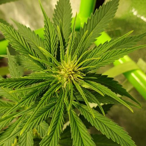 First Grow / Four Classics. Week 5 - 3/30/20