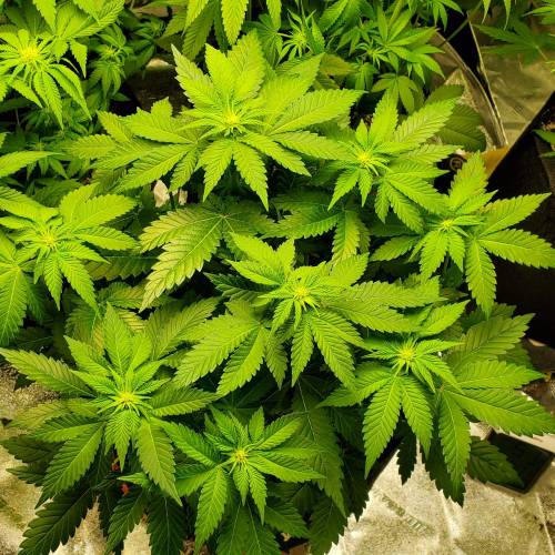 First Grow / Four Classics. Week 5 - 4/1/20