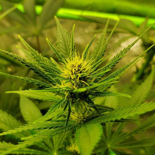 First Grow / Four Classics. Week 5 - 4/1/20 -- The Durban is getting purple.