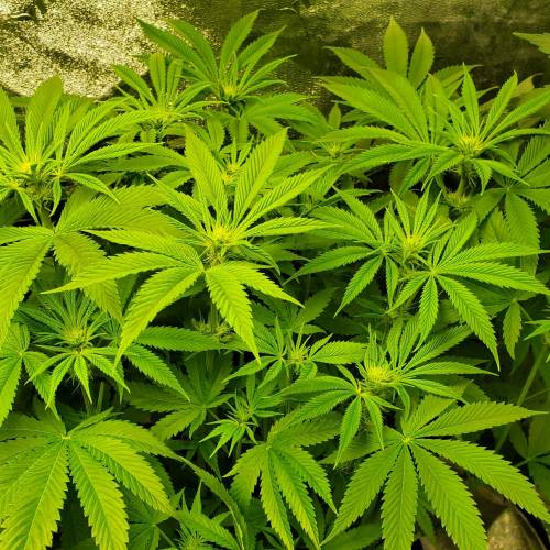 First Grow / Four Classics. Week 5 - 4/1/20