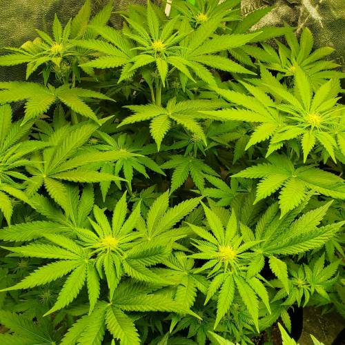 First Grow / Four Classics. Week 5 - 4/1/20