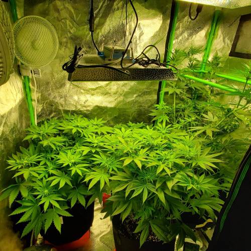 First Grow / Four Classics. Week 5 - 3/31/20