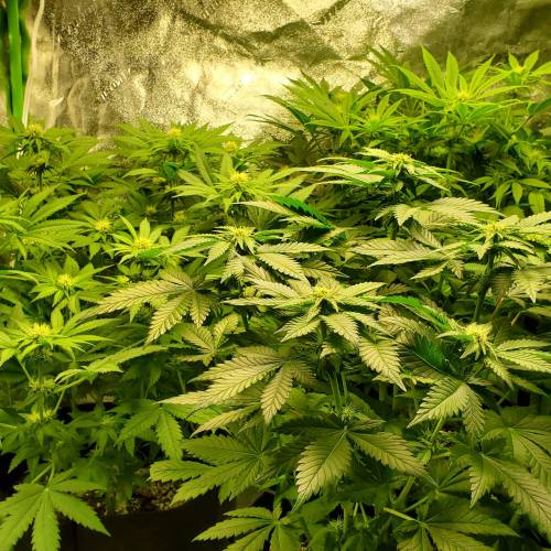 First Grow / Four Classics. Week 6 - 4/6/20