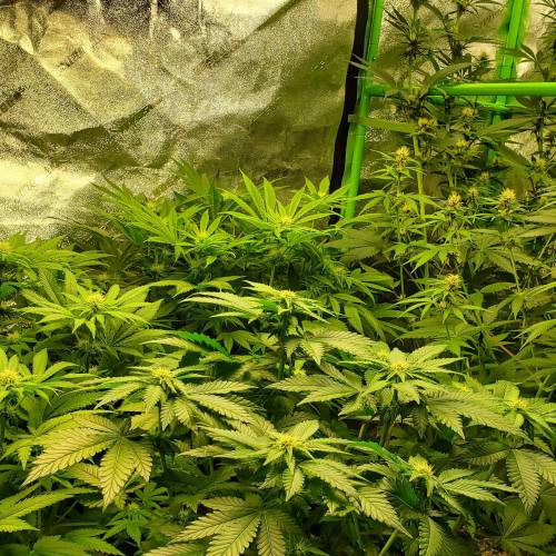 First Grow / Four Classics. Week 6 - 4/6/20