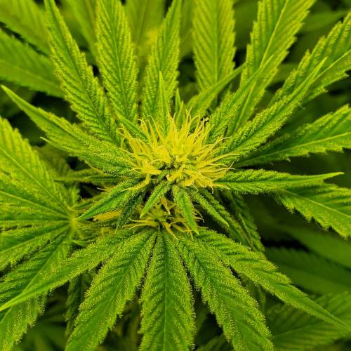 First Grow / Four Classics. Week 6 - 4/7/20