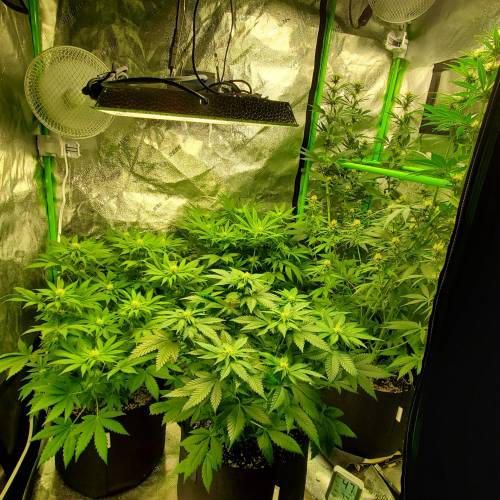 First Grow / Four Classics. Week 6 - 4/6/20