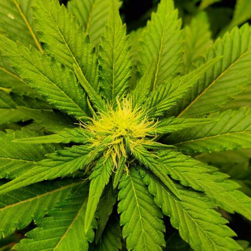 First Grow / Four Classics. Week 6 - 4/7/20