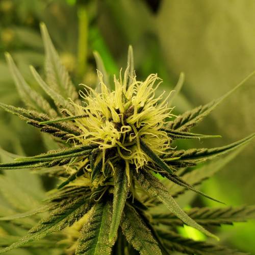 First Grow / Four Classics. Week 6 - 4/7/20