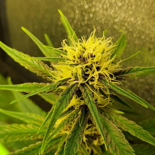 First Grow / Four Classics. Week 6 - 4/7/20