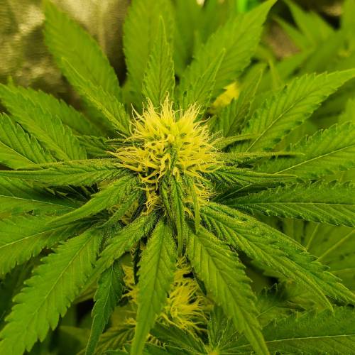 First Grow / Four Classics. Week 6 - 4/7/20