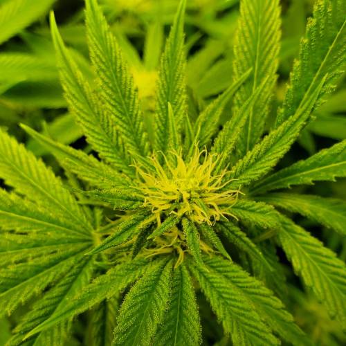 First Grow / Four Classics. Week 6 - 4/7/20