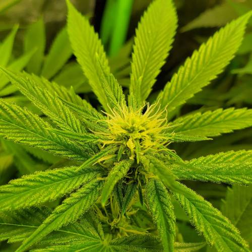 First Grow / Four Classics. Week 6 - 4/7/20