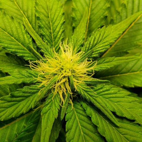 First Grow / Four Classics. Week 6 - 4/7/20