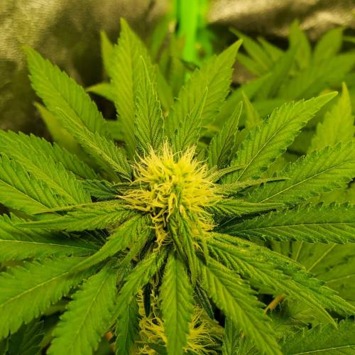 First Grow / Four Classics. Week 6 - 4/7/20