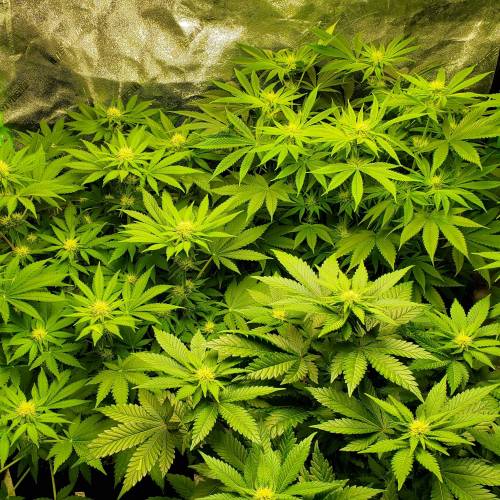 First Grow / Four Classics. Week 6 - 4/7/20 - I did a bunch of defoliation this week just to uncover bud sites.