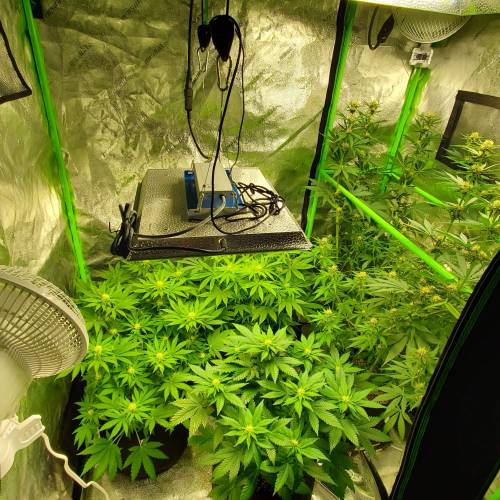 First Grow / Four Classics. Week 6 - 4/7/20