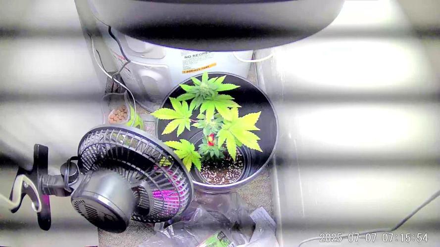 Space Bucket Grow Attempt #1