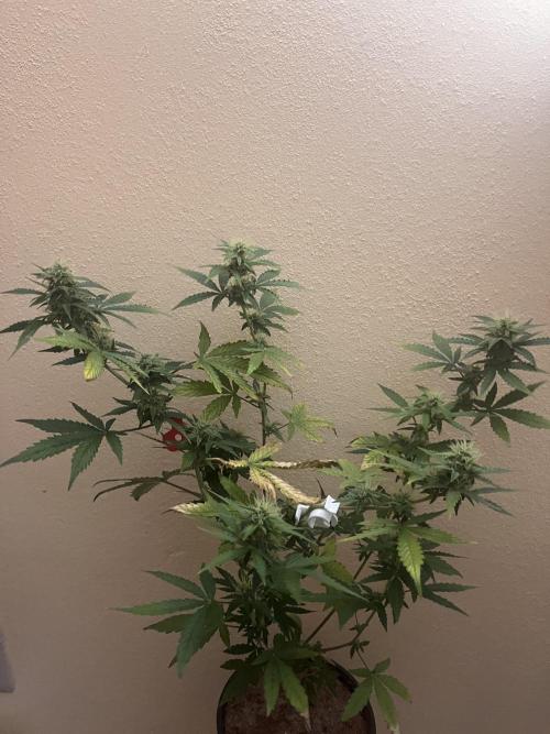 Royal Jack Auto & Island Bag Seed. Week 8