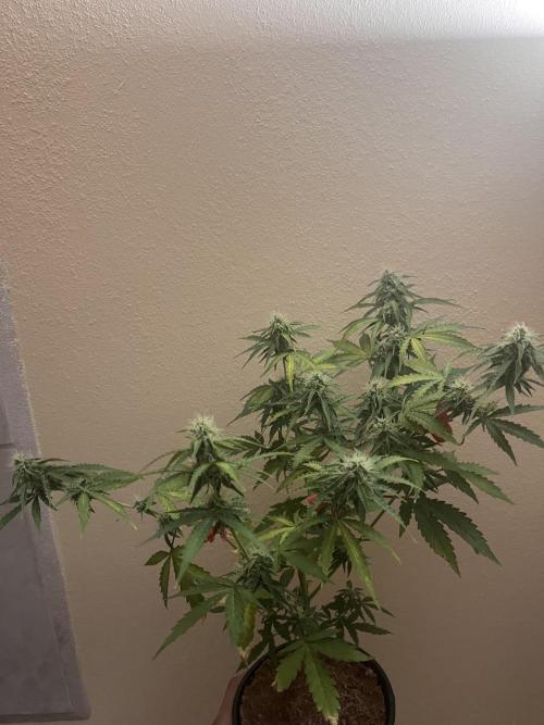 Royal Jack Auto & Island Bag Seed. Week 8