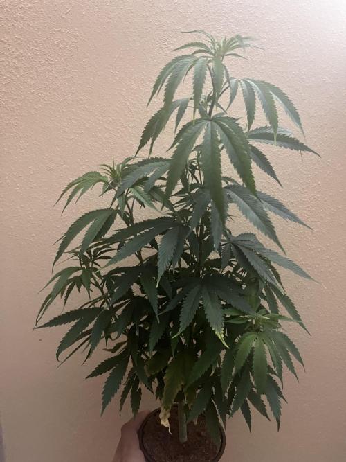 Royal Jack Auto & Island Bag Seed. Week 8