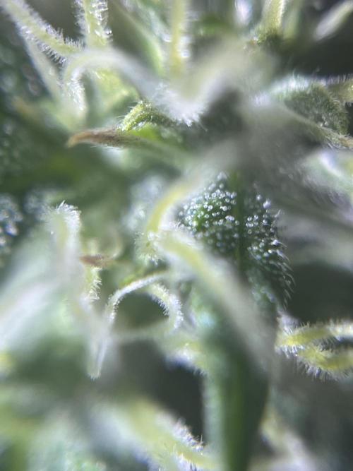 Royal Jack Auto & Island Bag Seed. Week 8