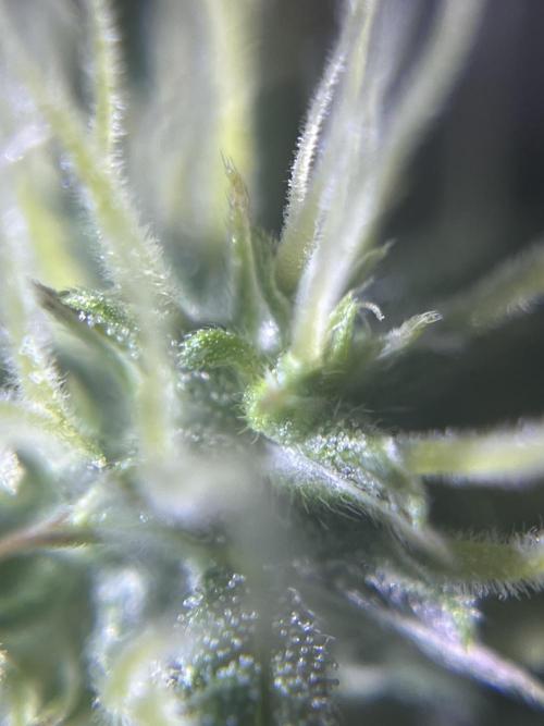 Royal Jack Auto & Island Bag Seed. Week 8