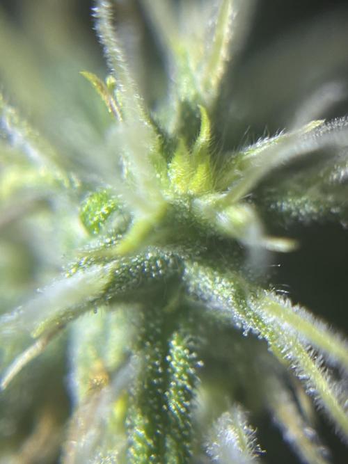 Royal Jack Auto & Island Bag Seed. Week 8