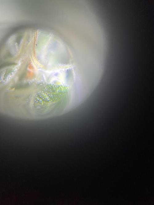 Royal Jack Auto & Island Bag Seed. Week 8