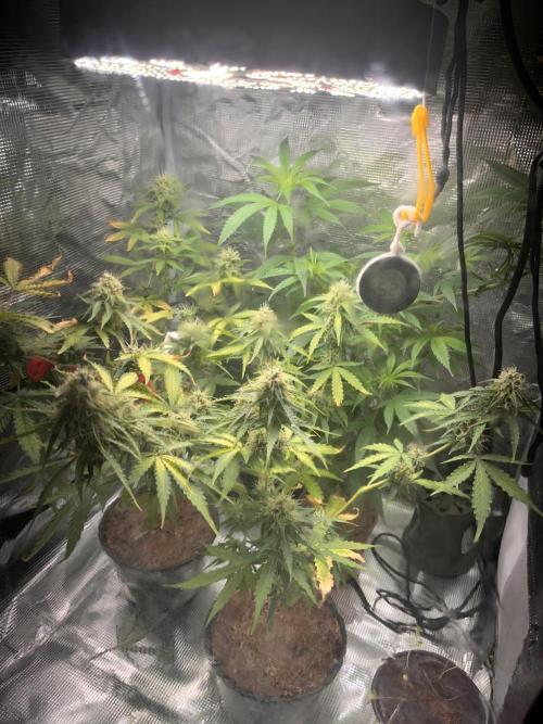 Royal Jack Auto & Island Bag Seed. Week 9