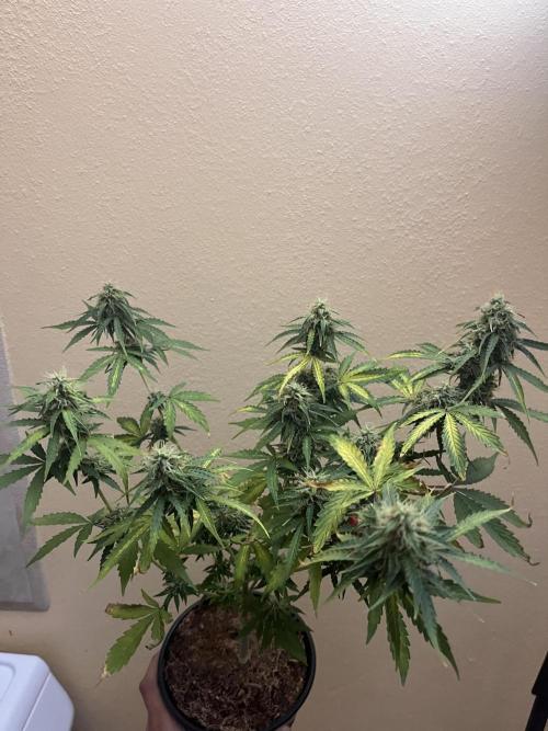 Royal Jack Auto & Island Bag Seed. Week 9