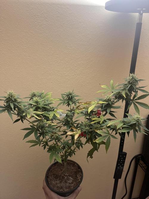 Royal Jack Auto & Island Bag Seed. Week 9