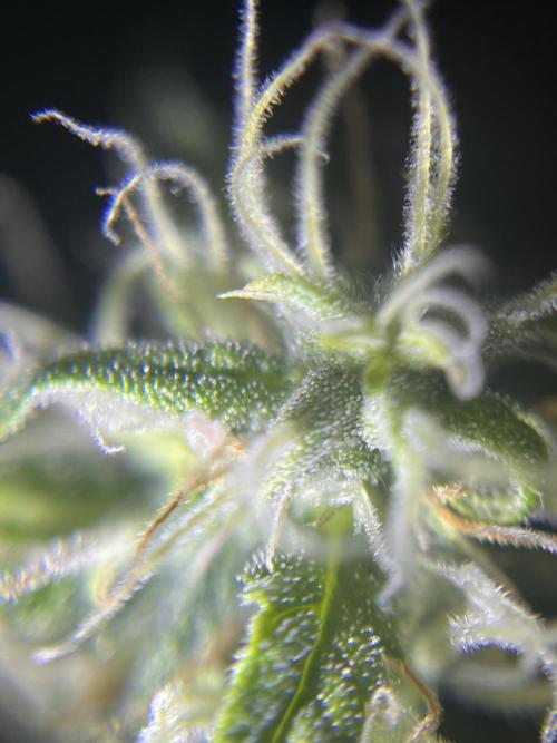 Royal Jack Auto & Island Bag Seed. Week 9