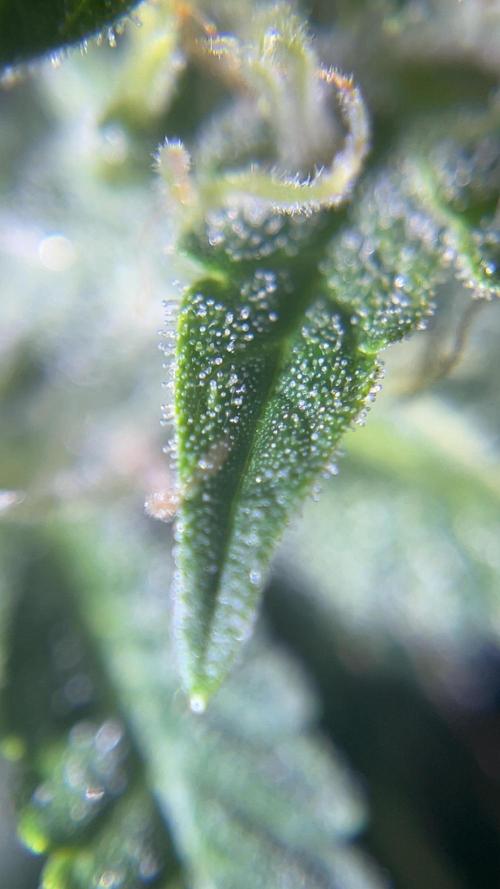 Royal Jack Auto & Island Bag Seed. Week 9