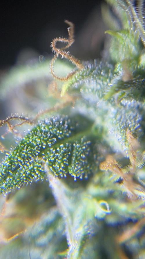 Royal Jack Auto & Island Bag Seed. Week 9