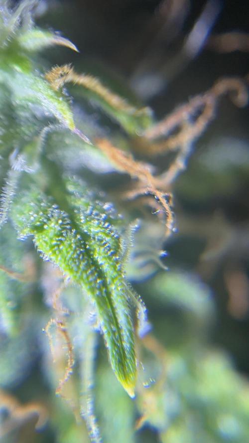 Royal Jack Auto & Island Bag Seed. Week 9