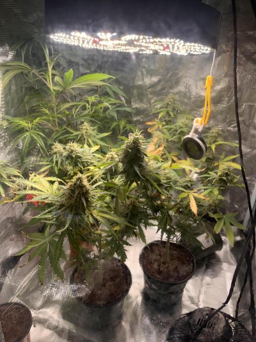 Royal Jack Auto & Island Bag Seed. Week 10 - Tent view