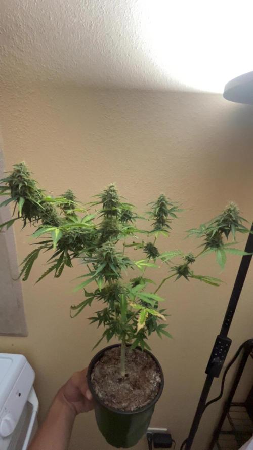 Royal Jack Auto & Island Bag Seed. Week 10 - Each of these are the autos