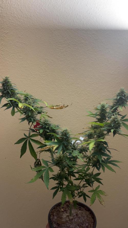 Royal Jack Auto & Island Bag Seed. Week 10 - The LST couldve been better on my part.