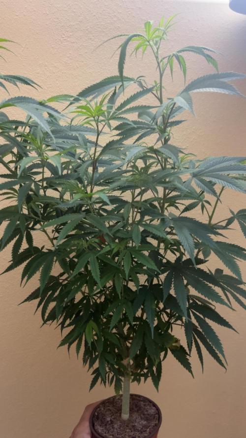 Royal Jack Auto & Island Bag Seed. Week 10 - Crazy weird photo from the beginning