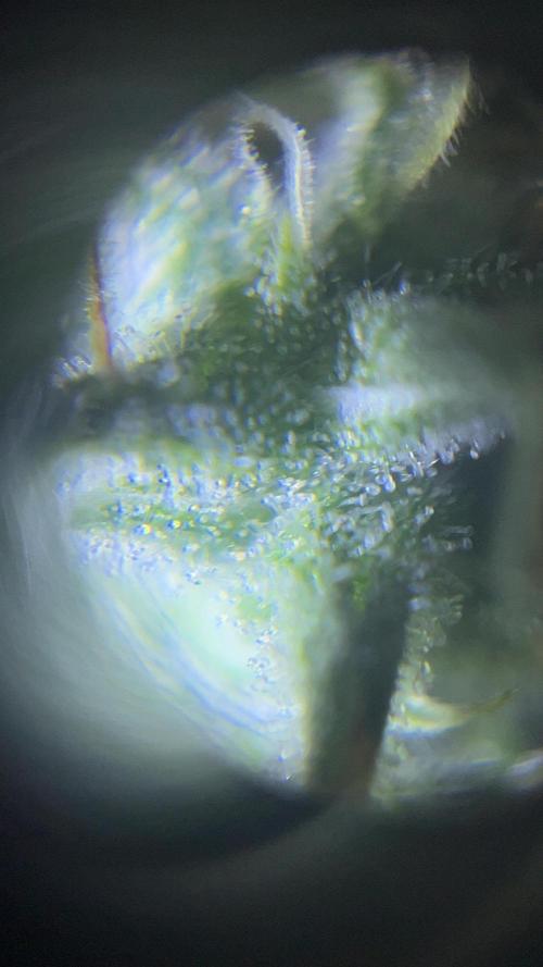 Royal Jack Auto & Island Bag Seed. Week 10 - 65%grey 35% clear here in my opinion